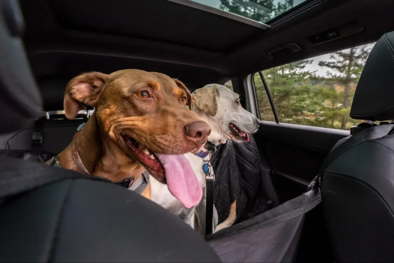 Deux chiens, dont un brun avec la langue pendante, semblent un peu anxieux, un chien stressé en voiture, regardant par la fenêtre.