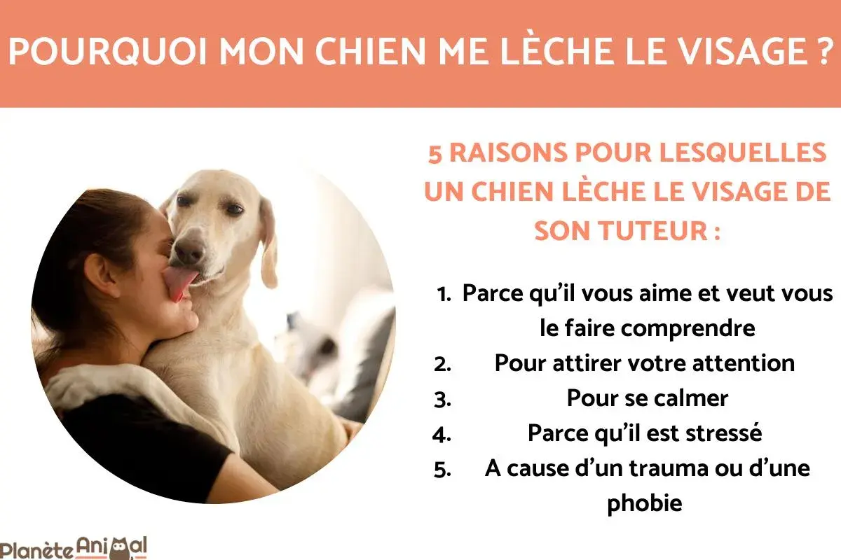 Un chien lèche le visage de sa maîtresse. L'image explique pourquoi mon chien me lèche, listant 5 raisons : amour, attention, calme, stress, trauma.