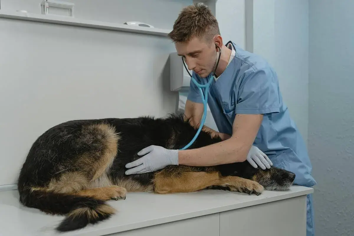 Vétérinaire examinant une chienne avec un stéthoscope, peut-être pour une grossesse nerveuse.