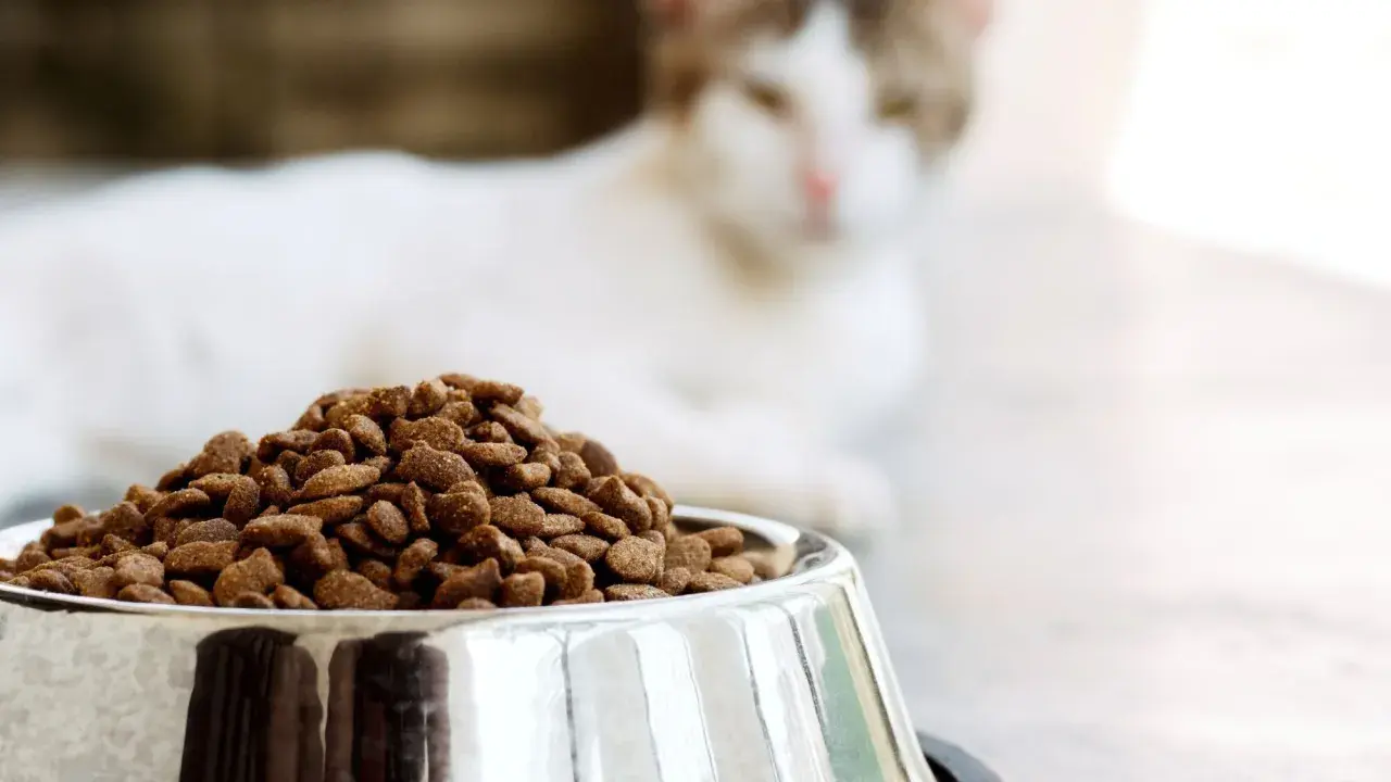 Un chat blanc et roux attend patiemment près d'une gamelle remplie de croquettes, le choix idéal pour le nourrir.