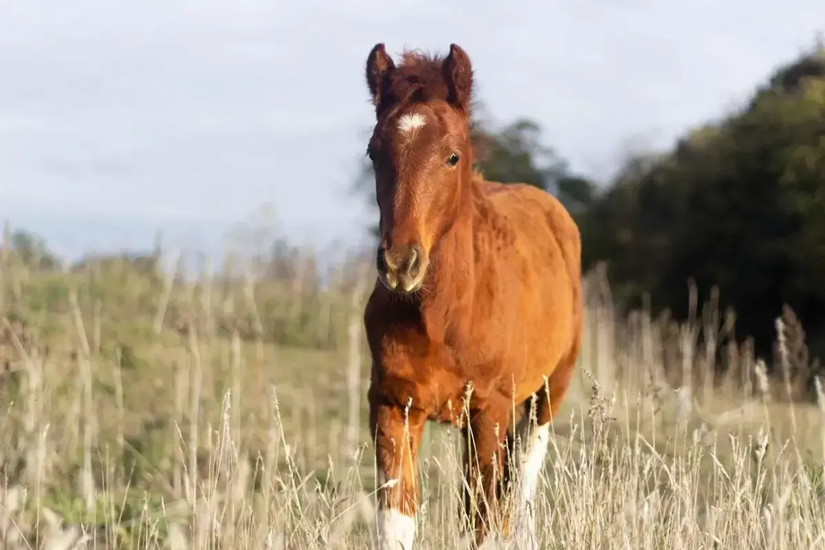 Un jeune cheval brun, un peu maigre, se tient dans un champ de luzerne sèche.