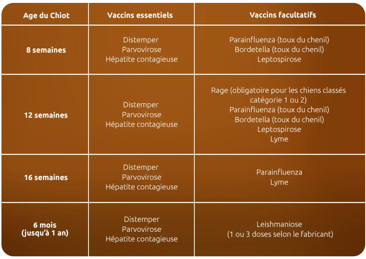 Tableau des vaccins pour chiots : essentiels et facultatifs, incluant la rage obligatoire pour certains chiens. Le vaccin chien obligatoire tous les ans est crucial.