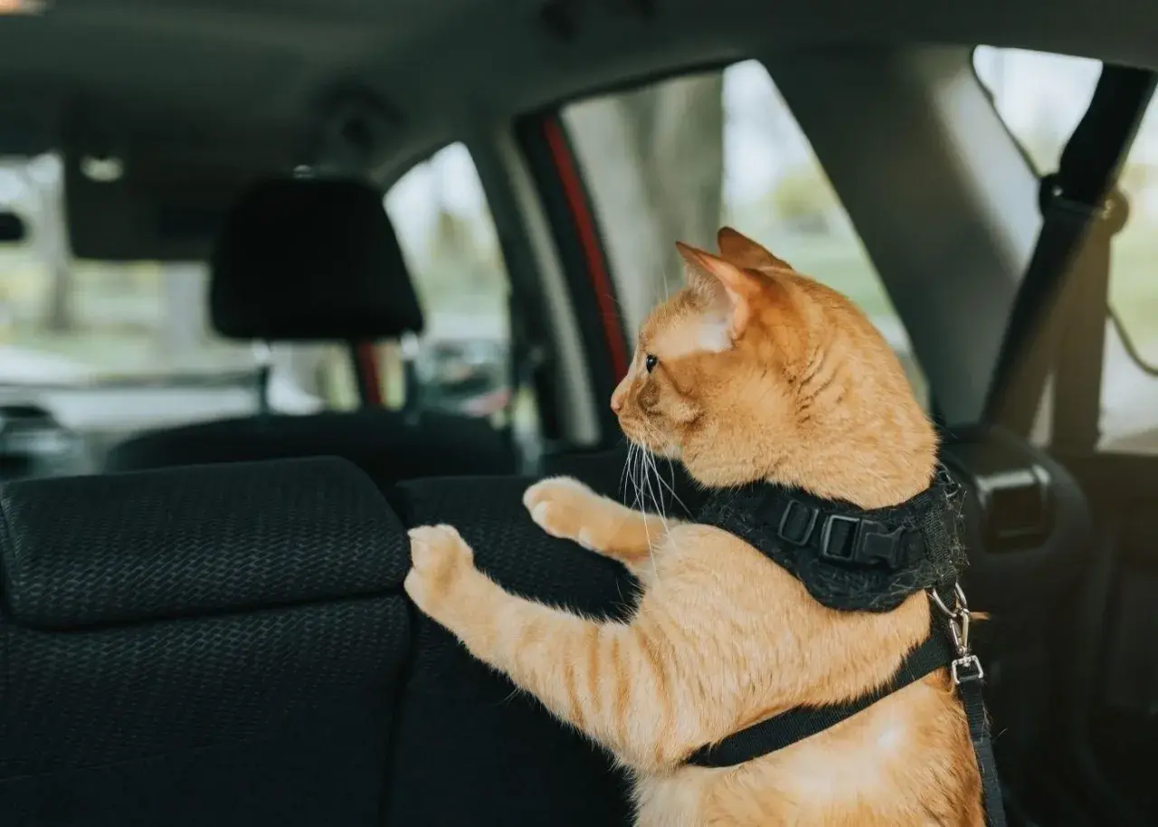 Un chat roux, attaché par un harnais, regarde par la fenêtre de la voiture. Que faire si votre chat miaule en voiture ?