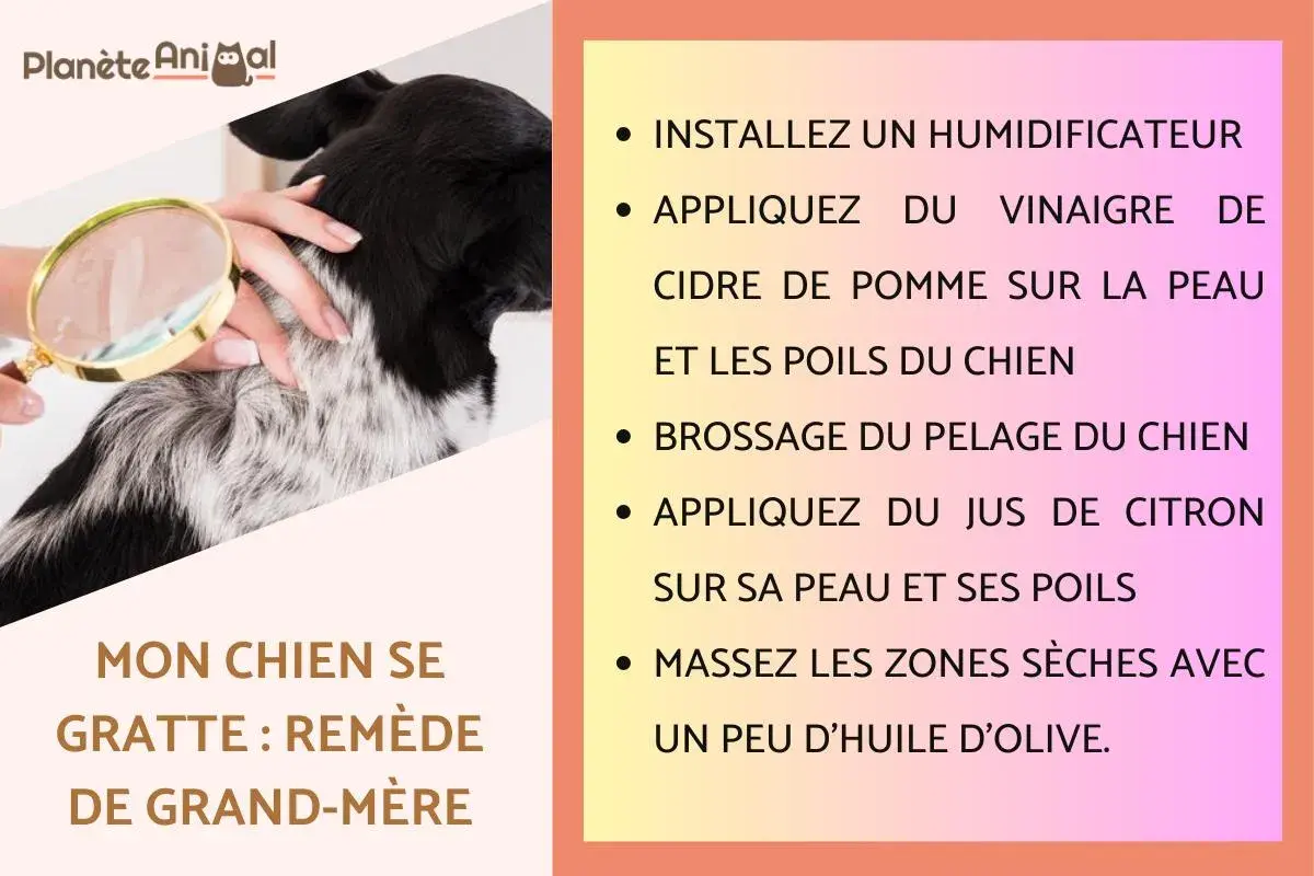 Un chien se gratte, un problème de peau ? Remède naturel : vinaigre de cidre, citron, brossage et huile d'olive.