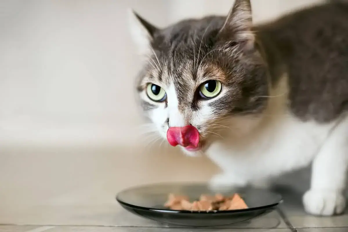 Un chat tigré et blanc lèche sa nourriture dans une assiette. Il savoure son aliment sans iode, un repas spécialement préparé pour lui.