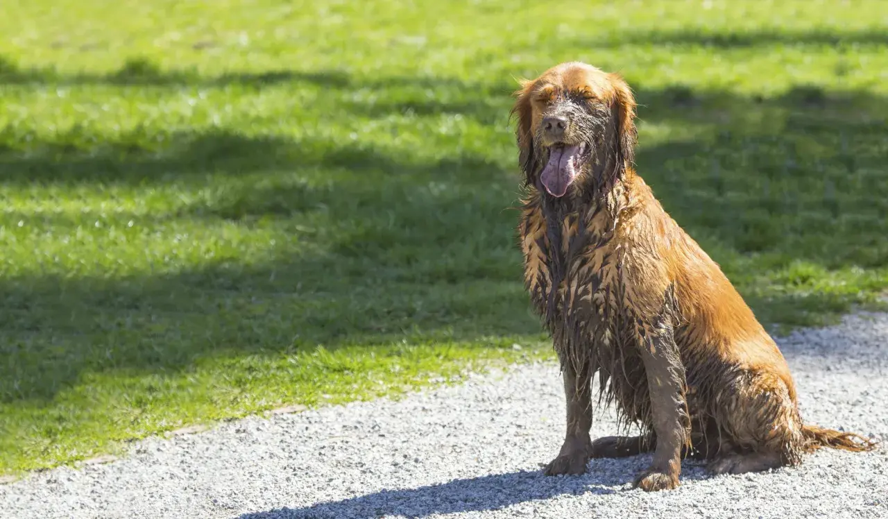 Un chien tout sale, couvert de boue, s'assoit sur un chemin de gravier. Il a l'air épuisé, mais pas comme s'il venait de faire ses besoins dans la maison.