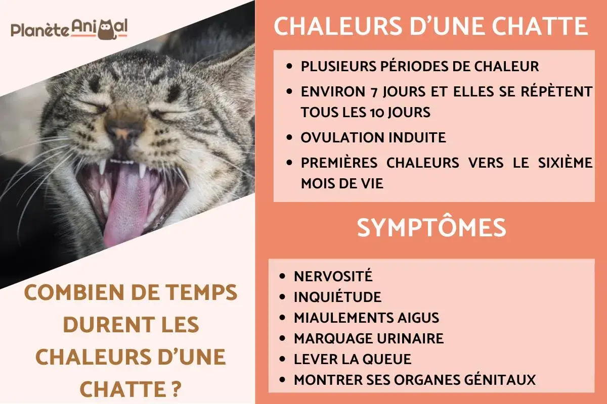 Chatte en chaleur : signes, durée et symptômes. Apprenez comment savoir si votre chatte est en chaleur grâce à cette infographie.
