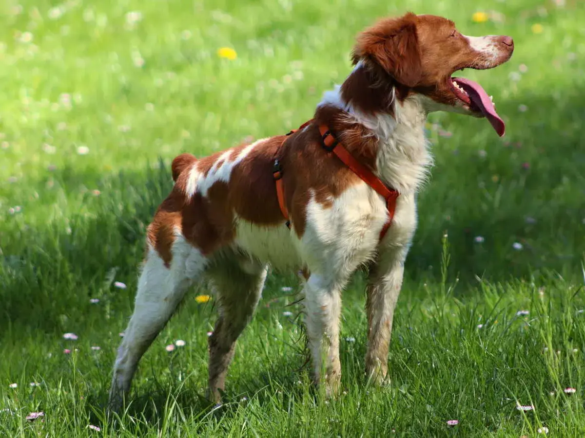 Épagneul breton en plein air, la langue pendante. Il est encore jeune, mais à quel âge un épagneul breton se calme-t-il vraiment ?