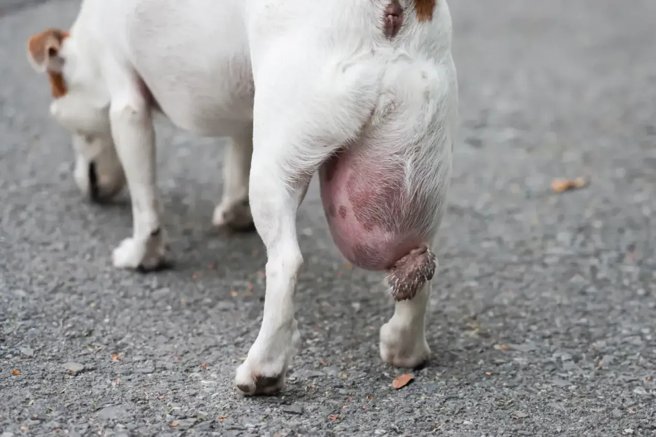 Gros plan sur la patte arrière d'un chien blanc avec une grosse boule rose sous le coussinet.