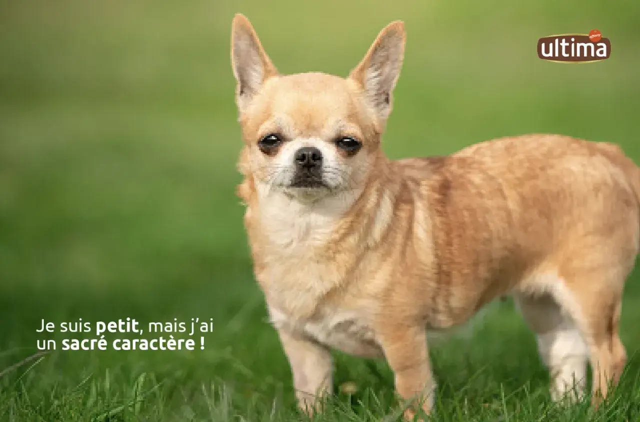 Ce petit chien adulte, un Chihuahua, se tient fièrement sur l'herbe. Il est petit, mais son regard intense suggère un sacré caractère !