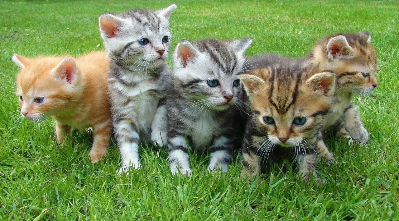 Cinq adorables chatons, aux pelages variés, gambadent dans l'herbe. Ils nous font penser à la question : jusqu'à quel âge un chat peut avoir des petits ?