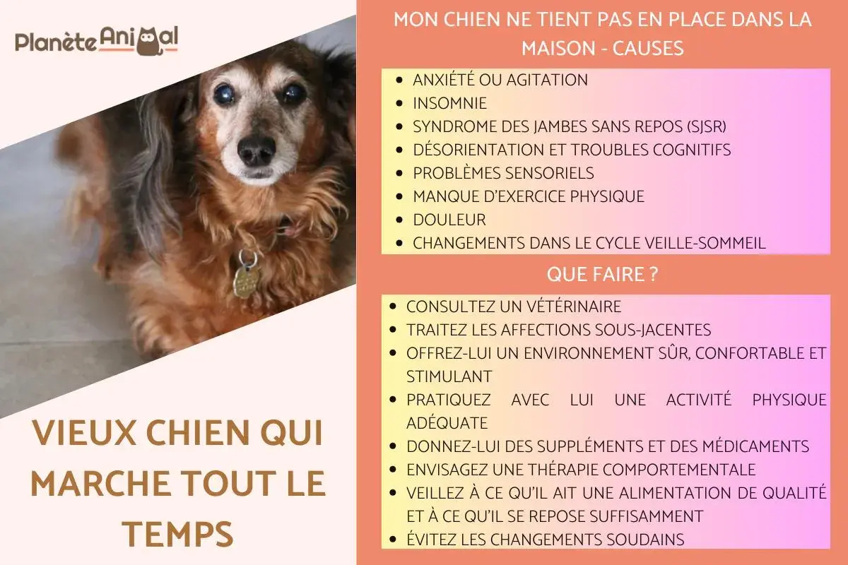 Un vieux chien au regard fatigué, sujet à une perte d'équilibre, peut manifester de l'anxiété ou de l'agitation.