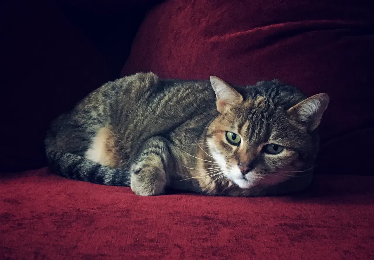 Un chat tigré aux yeux verts est couché sur un canapé rouge.
