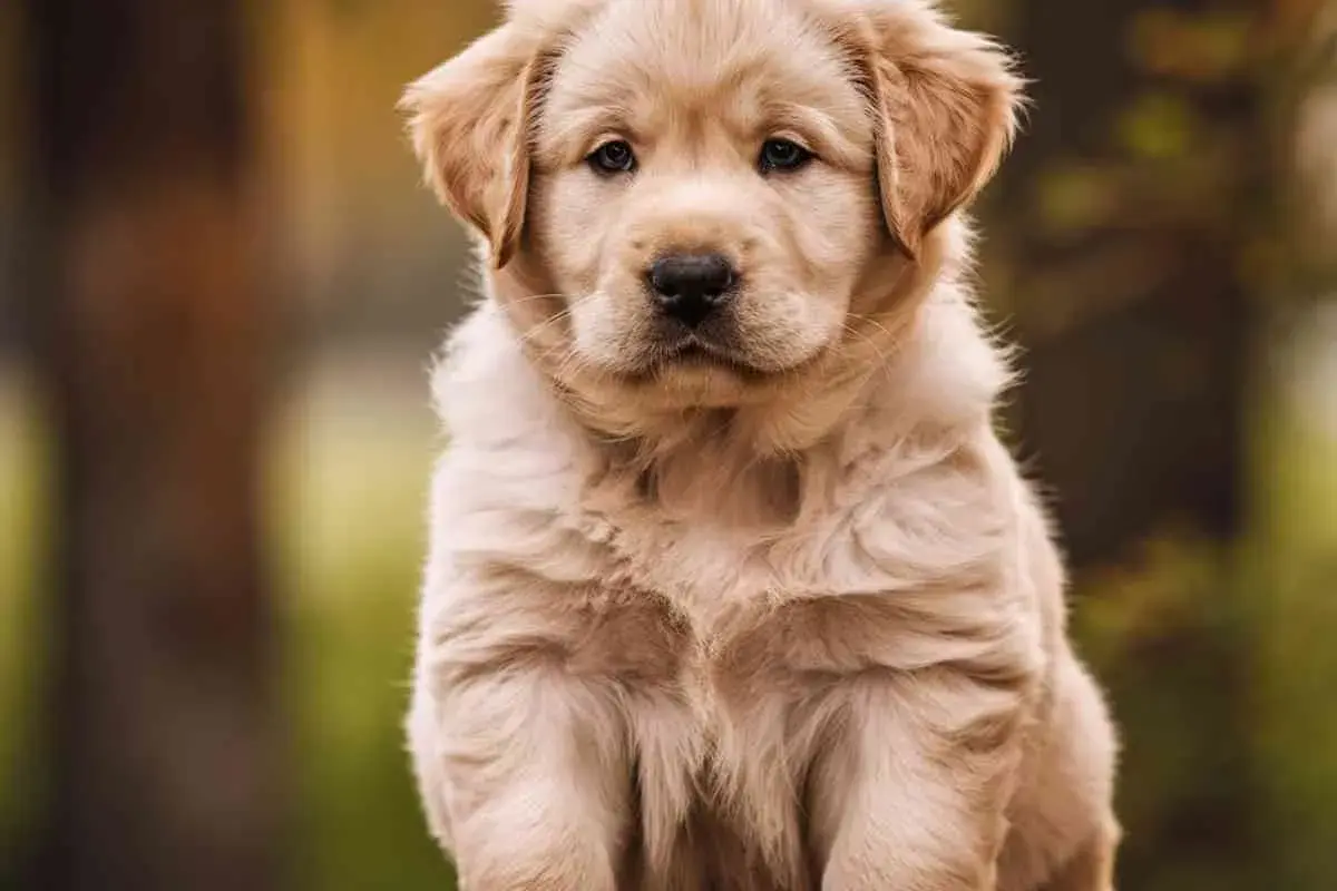 Adorable chiot Golden Retriever, un compagnon idéal : un chien qui n'aboie pas et ne perd pas ses poils, parfait pour la famille.