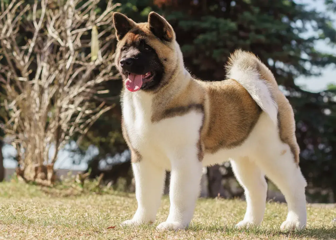 Un Akita Américain, fier et majestueux, montre son **akita américain caractère** dans un parc ensoleillé.