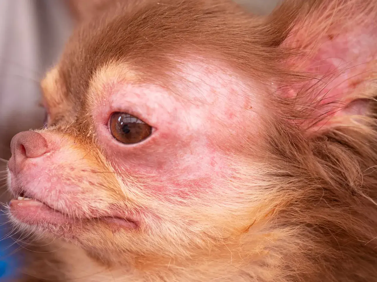 Visage de chien chihuahua avec rougeurs et irritations cutanées autour des yeux et du museau. Peut-on devenir allergique au chien du jour au lendemain ?