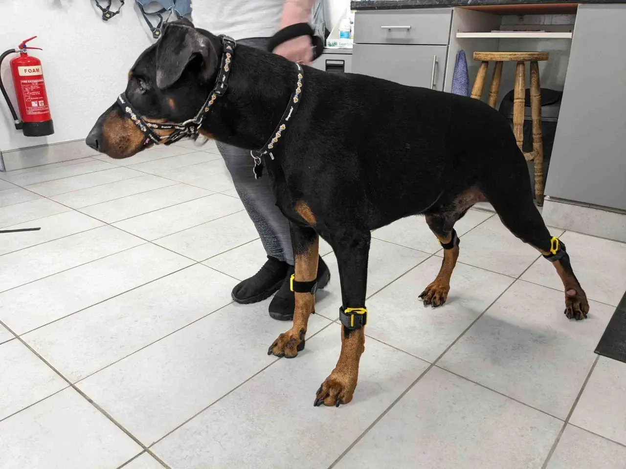 Doberman avec des orthèses aux pattes, peut-être pour aider à gérer le syndrome de wobbler.