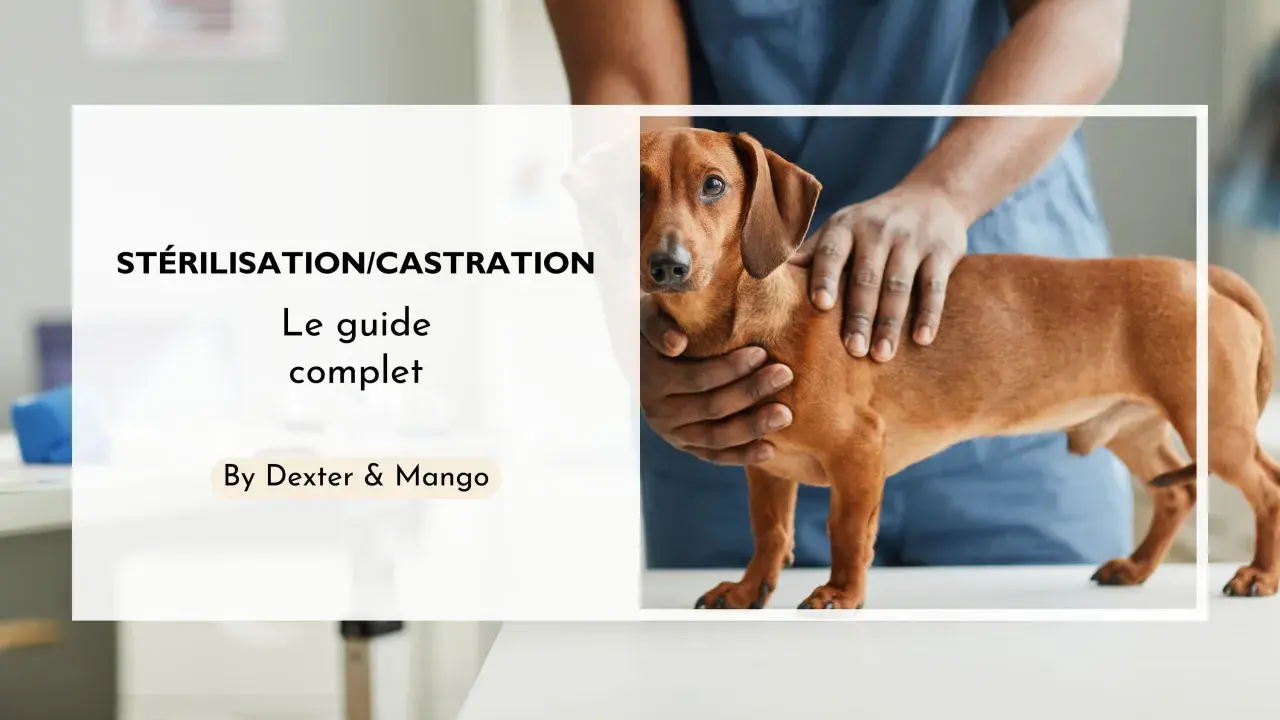 Un guide complet sur la stérilisation et la castration chimique du chien. Un vétérinaire examine un chien teckel.