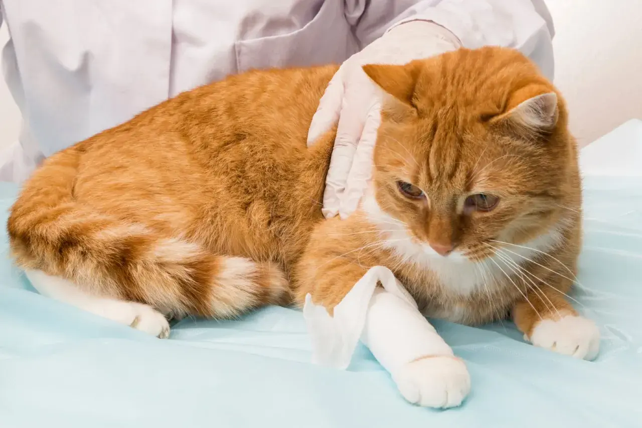 Un chat roux, blessé à la patte arrière, est examiné par un vétérinaire.