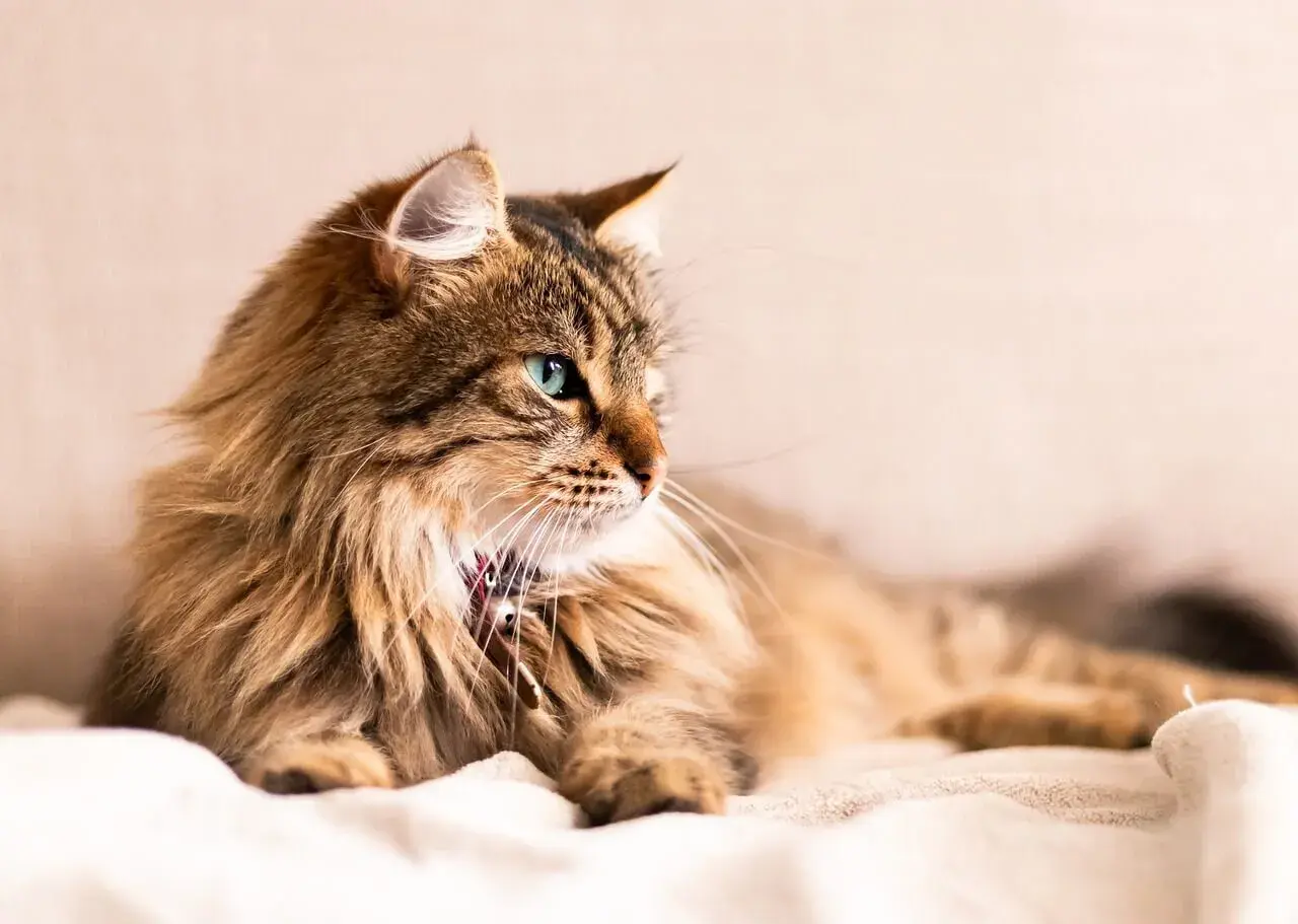 Magnifique chat roux aux yeux bleus, allongé sur un plaid. Pensez à la stérilisation pour son bien-être, le prix stérilisation chat est un investissement.