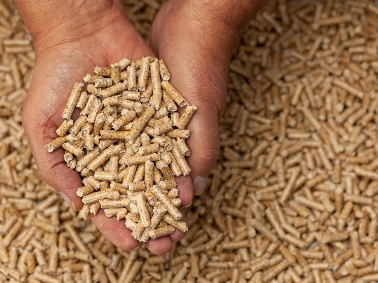 Main d'une personne tenant des granulés de bois, parfaits pour une astuce litière cochon d'inde. Absorbant et écologique.