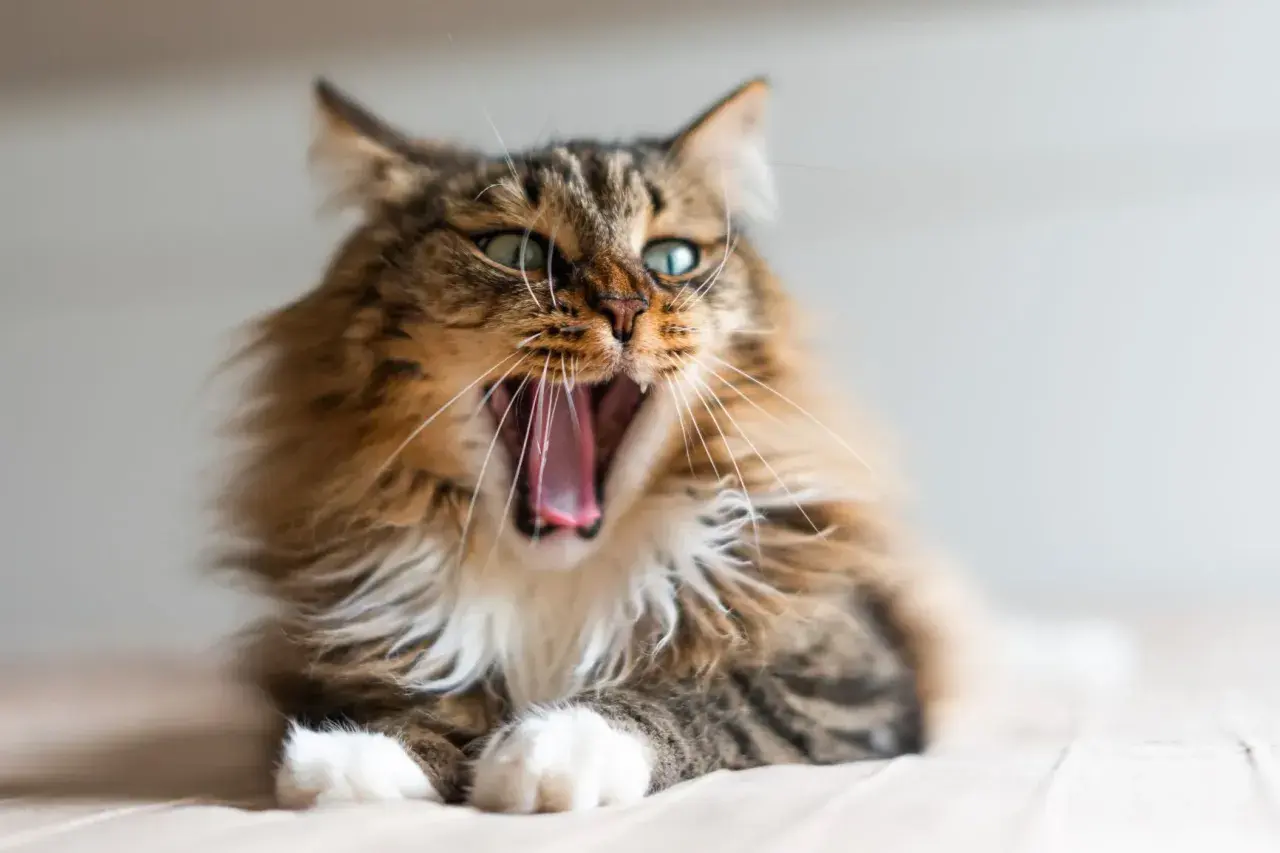 Un chaton de 5 mois bâille, révélant une bouche rose. On dirait qu'il a une mauvaise haleine !