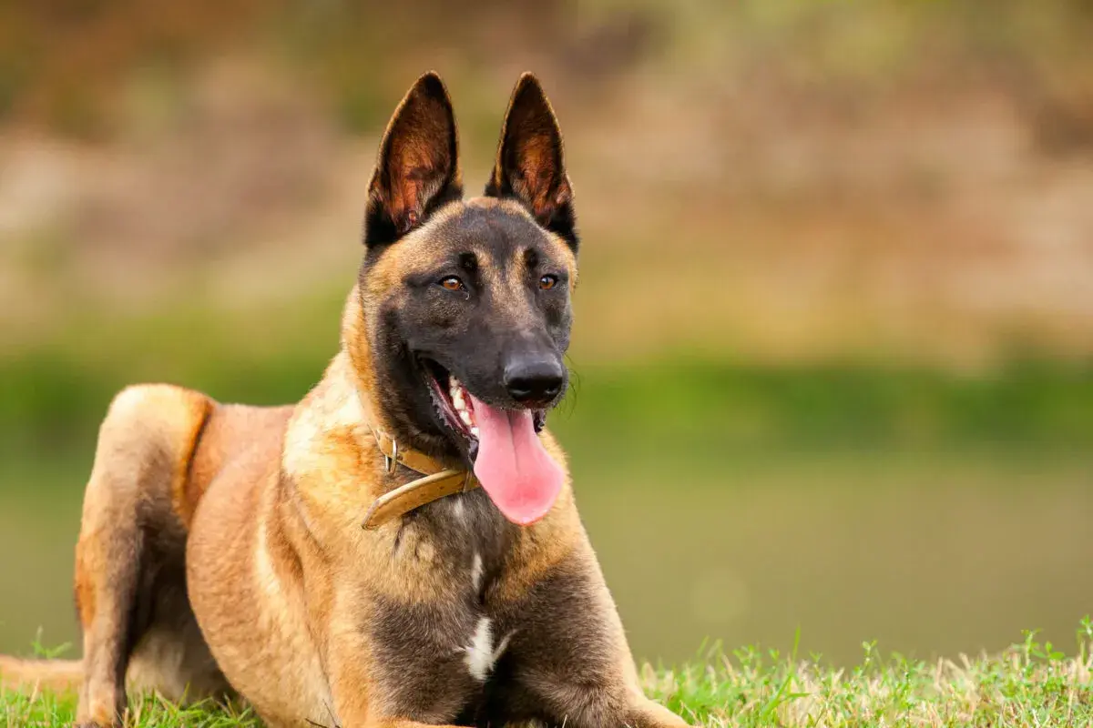Un chien berger montagne, un Malinois au poil fauve, est couché sur l'herbe, la langue pendante, prêt pour l'aventure.
