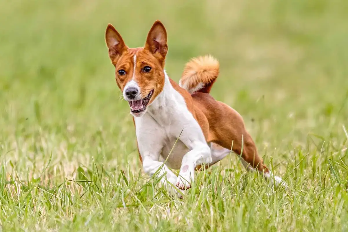 Un joyeux terrier du Congo court dans l'herbe verte, la langue sortie, les oreilles dressées.