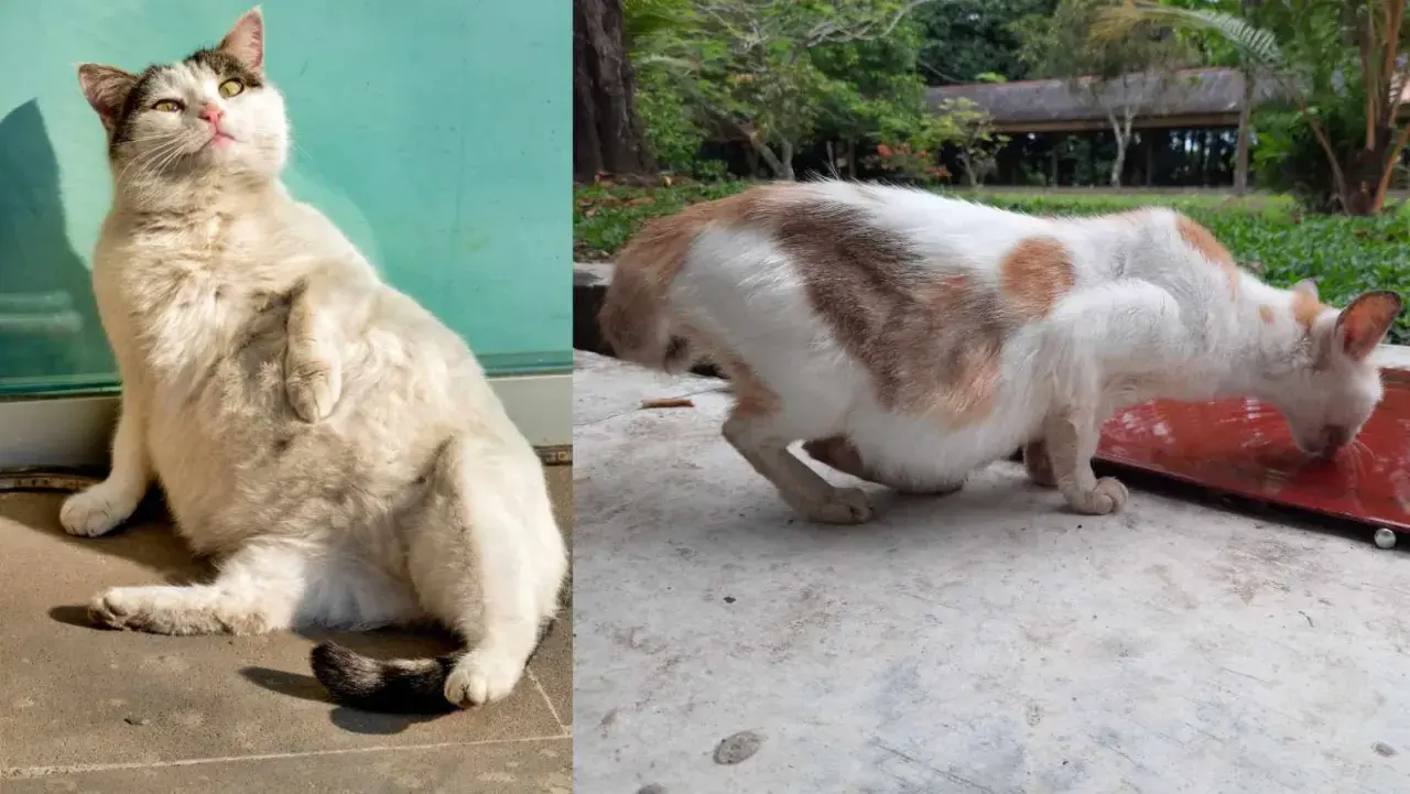 Un chat blanc et roux, visiblement un chat enceinte début, boit de l'eau. Un autre chat blanc est assis au soleil.