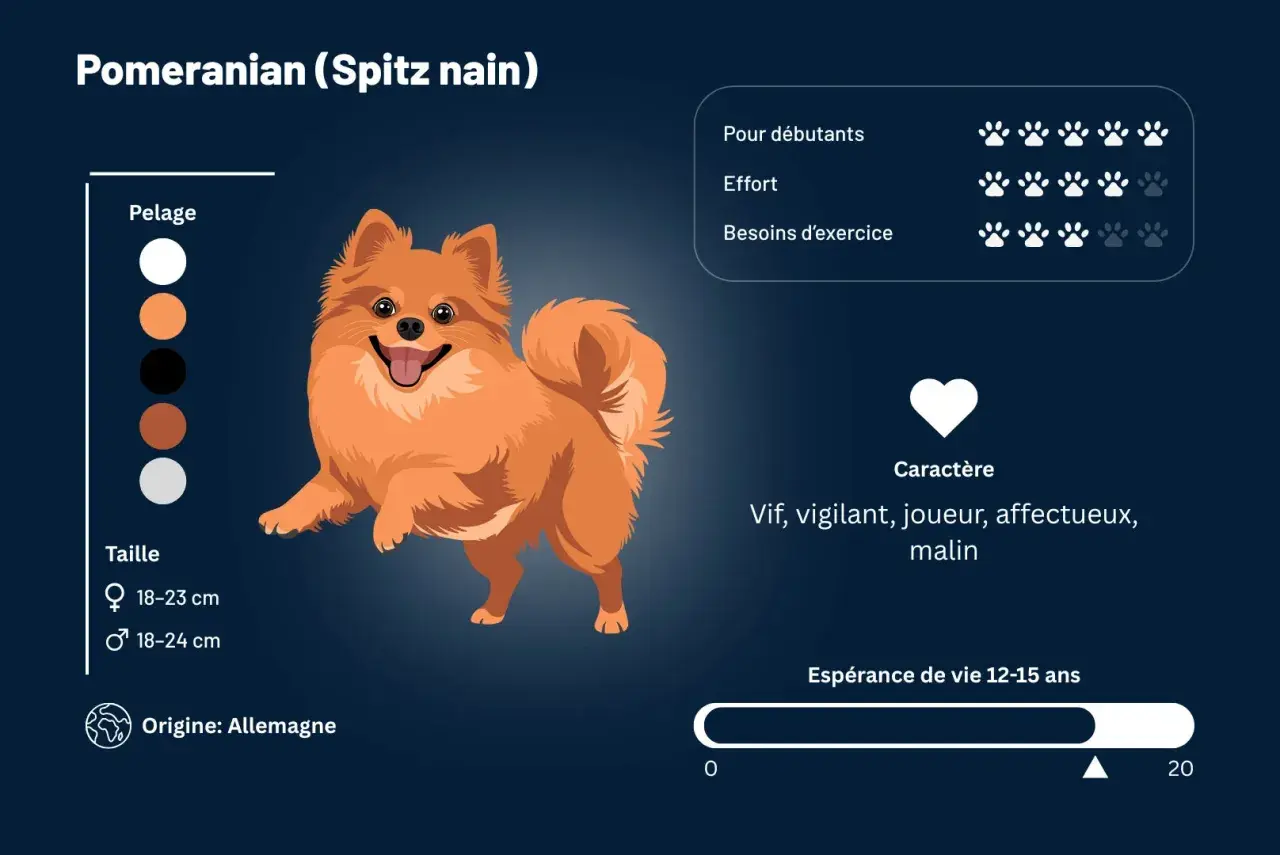 Un adorable spitz nain orange, vif et joueur, avec des informations sur son caractère, sa taille et son origine allemande.