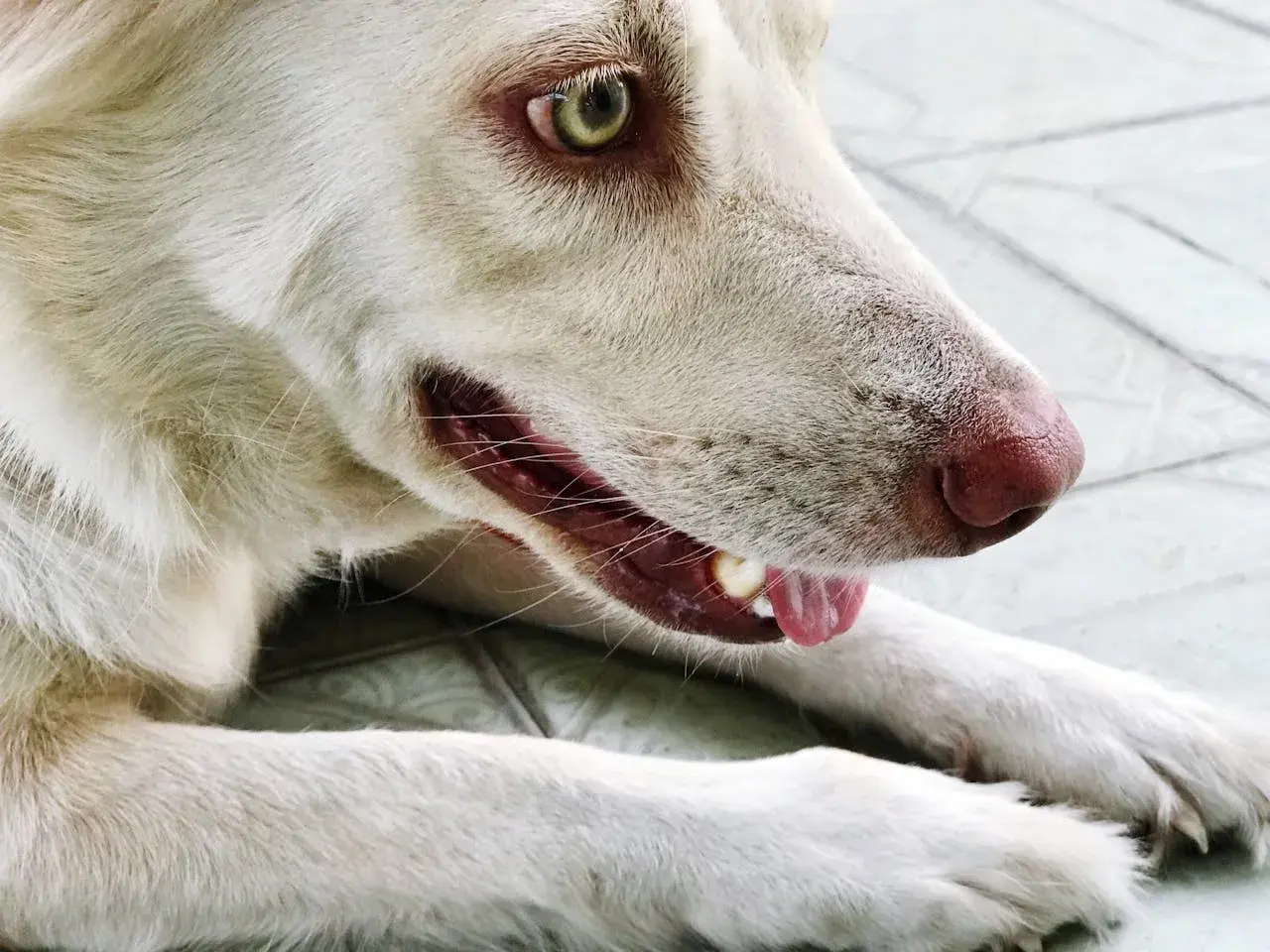 Mon chien fait des bruits avec sa gorge, un léger grognement. Son œil vert vif et sa truffe rose sont visibles.