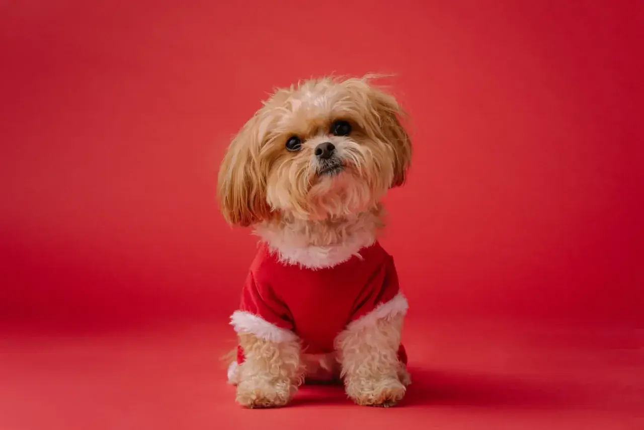 Adorable petit chien qui ne perd pas ses poils, vêtu d'un costume rouge festif, pose sur fond rouge.