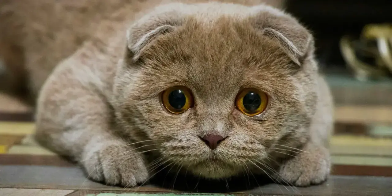 Gros plan sur un chat aux grands yeux, l'air anxieux. Son regard intense trahit un certain stress du chat, peut-être face à un bruit inattendu.