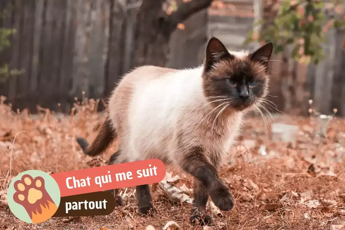 Un chat siamois aux yeux bleus, mon chat me suit partout, même dans les herbes sèches.
