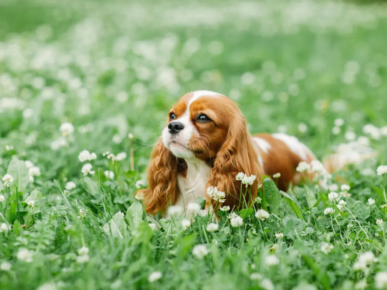 Un Cavalier King Charles, au pelage roux et blanc, se repose dans l'herbe fleurie. Un chien plein de vie, dont l'avis vétérinaire est toujours précieux.
