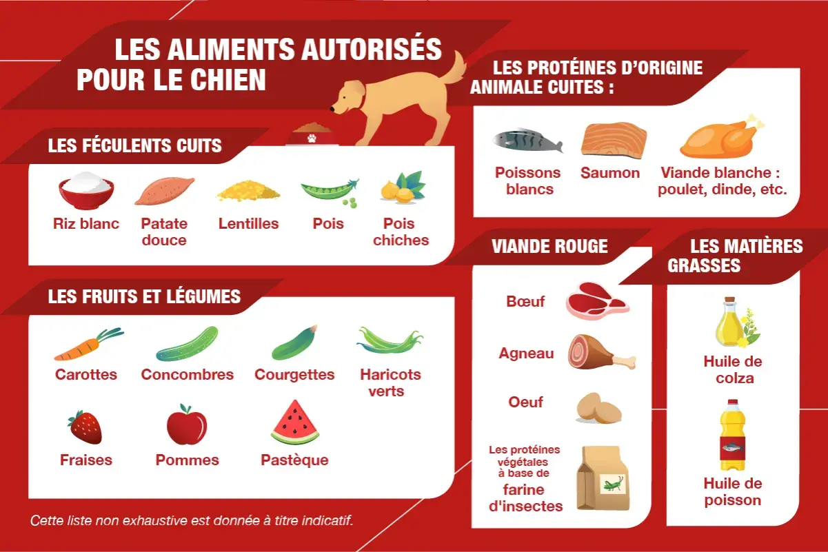 Guide des aliments autorisés pour chien : féculents, fruits, légumes, viandes, poissons, etc. Idéal pour une recette maison pour chien diabétique.