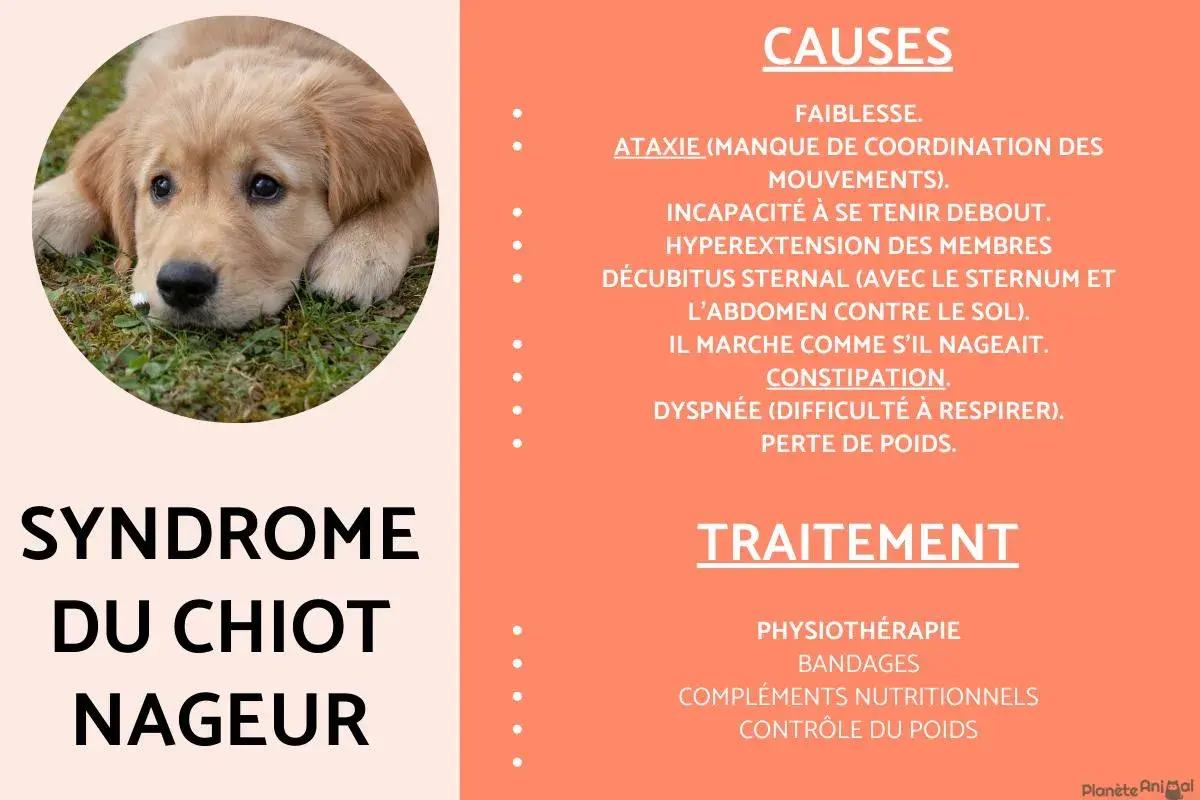 Un chiot golden retriever triste, sujet du syndrome du chiot nageur. Ma chienne ne reste pas avec ses chiots à cause de cette condition.