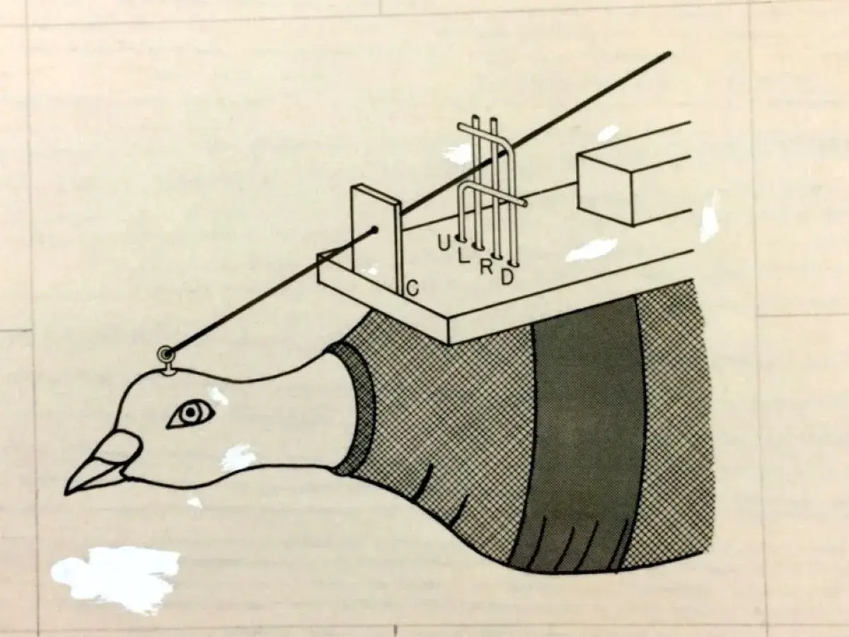 Dessin anatomique d'un pigeon avec un appareil sur sa tête.