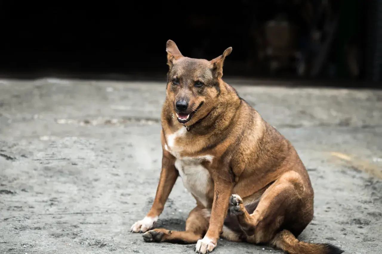 Chien brun assis sur le sol, se grattant la patte. Il a l'air en bonne santé, peut-être grâce à une alimentation adaptée pour chien stérilisé.