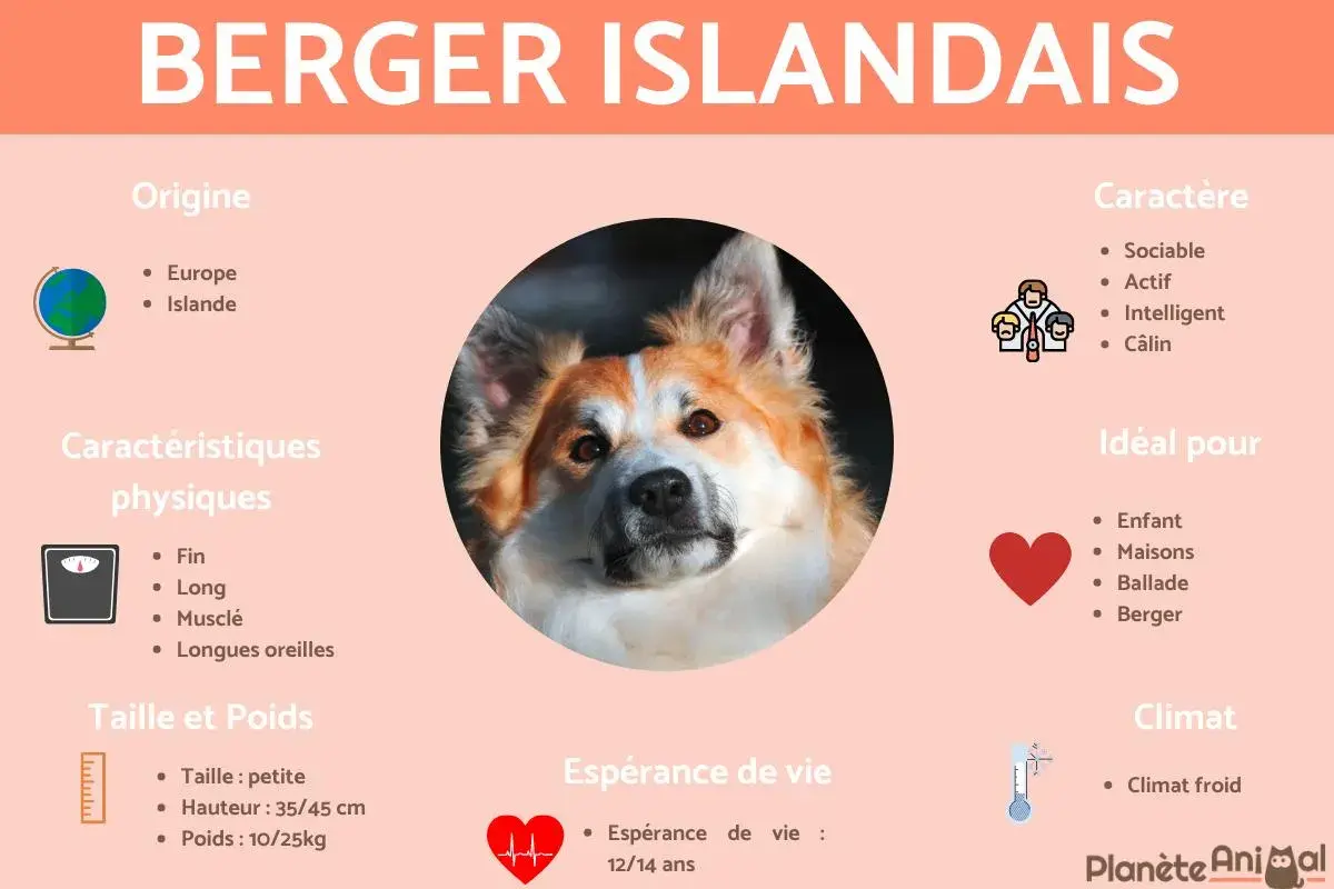 Berger Islandais : petite taille, 35-45 cm, 10-25 kg. Chien sociable, actif, idéal pour les familles et les bergers.