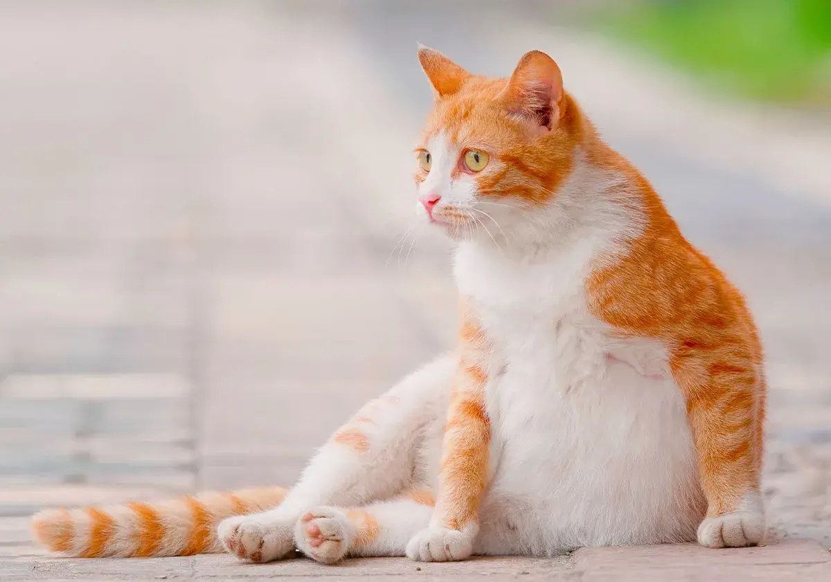 Chatte tigrée rousse et blanche, le ventre arrondi, la mamelle visible, assise sur des pavés.