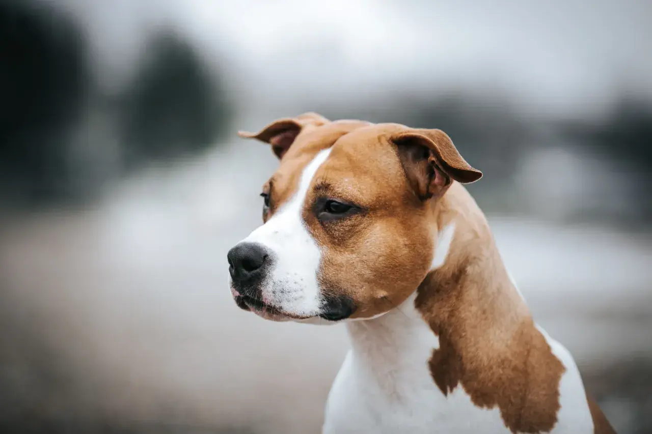 Un chien moyen poil court, au pelage brun et blanc, regarde attentivement sur le côté.
