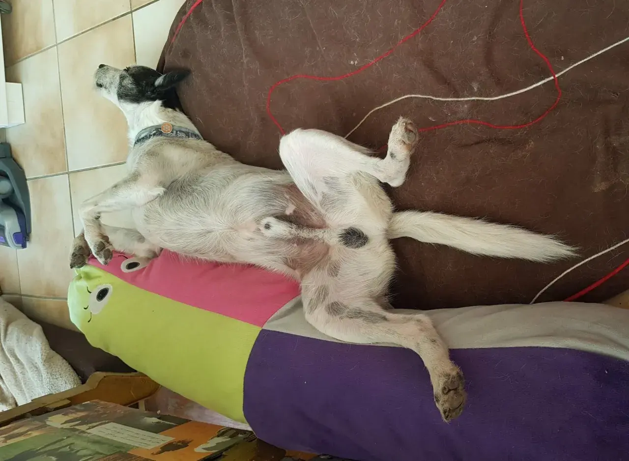 Chien couché sur le dos, pattes en l'air, sur un coussin coloré. L'image montre l'effet castration chien.