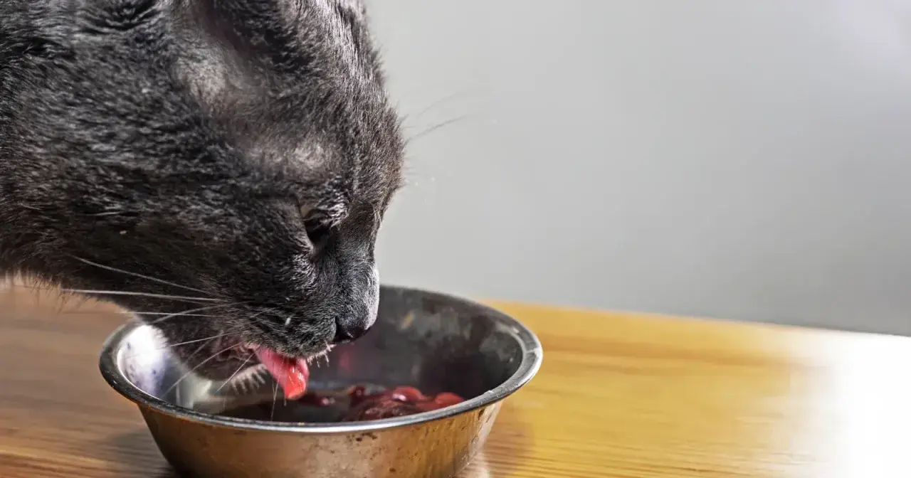 Un chat gris mange dans une gamelle. Il est important de savoir que donner à manger à un chat malade du foie pour l'aider à se rétablir.