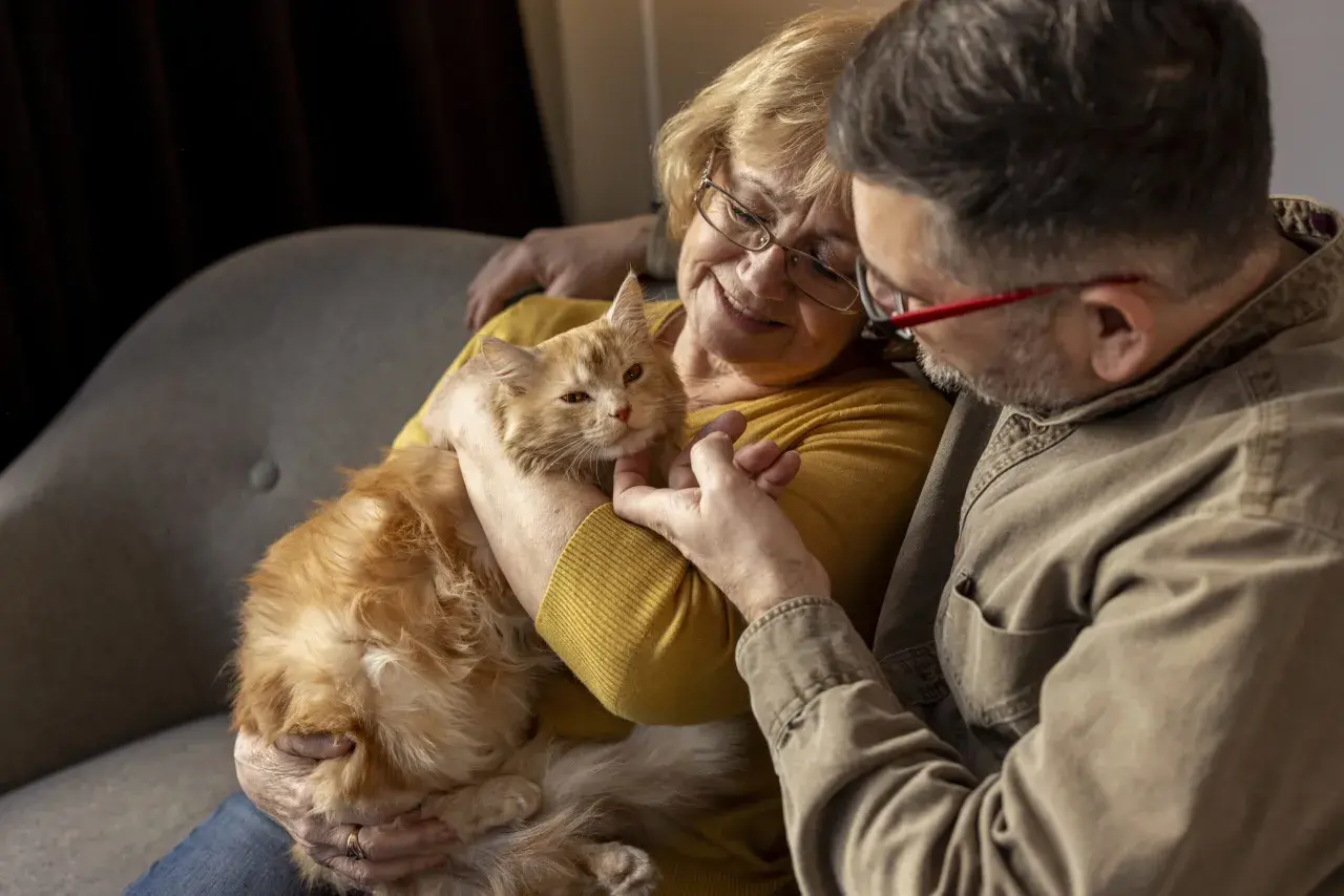 Un couple câline un chat roux. La femme pense à comment faire grossir un chat âgé, lui offrant tendrement son attention.