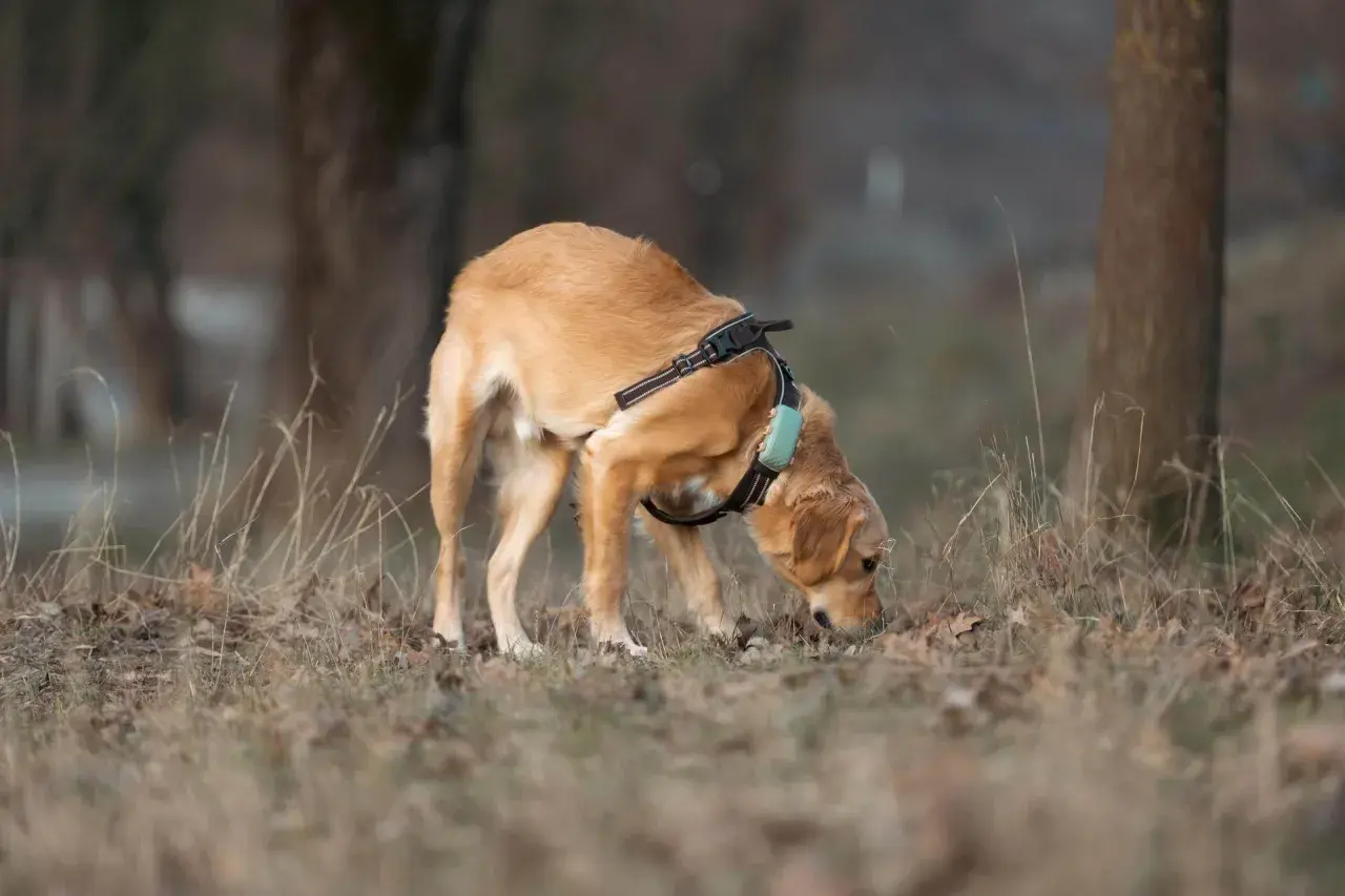 Chien mâle, au pelage doré, explore le sol avec son museau, peut-être en cette période de chaleur. Il porte un harnais avec un collier bleu.