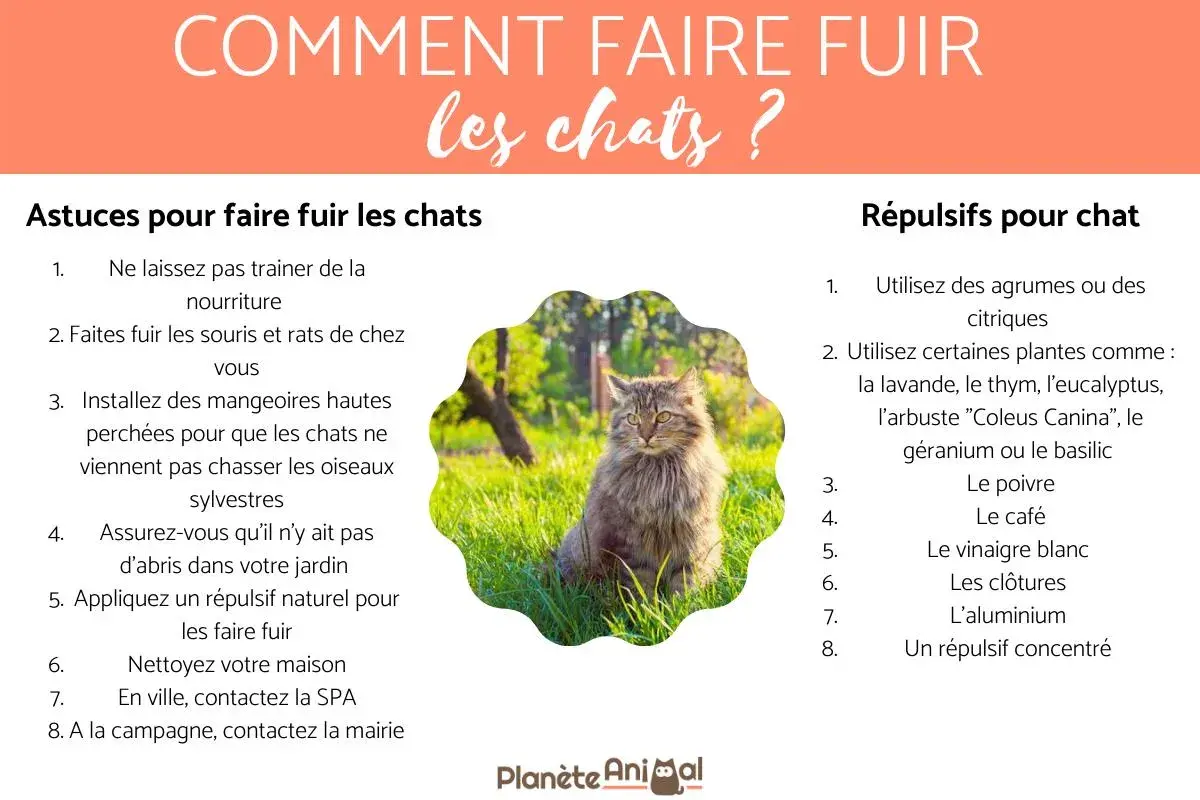 Un chat assis dans l'herbe, avec des conseils pour savoir comment faire fuir un chat qui embête le mien.