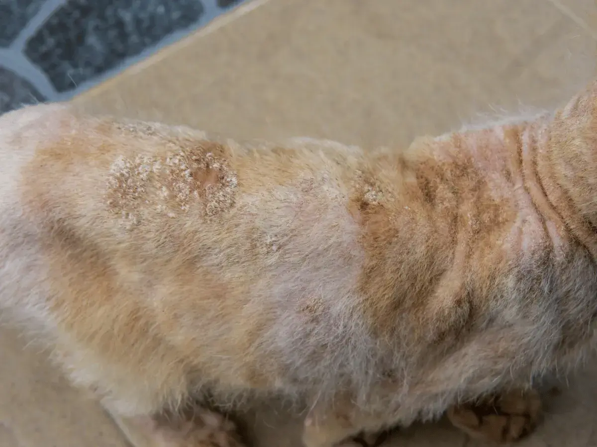 Chat roux avec des plaques sans poils et squameuses, signe de teigne. Un traitement par comprimé est nécessaire pour sa guérison.