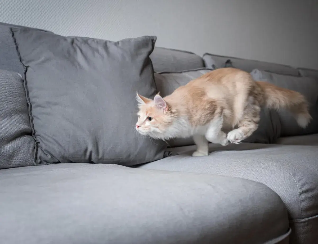 Un chat roux et blanc, en plein quart d'heure de folie, bondit sur un canapé gris.