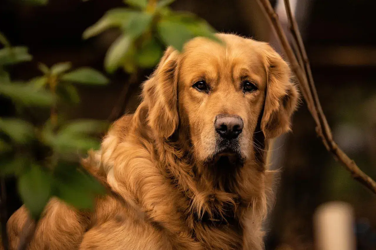 Un beau golden retriever, au pelage doré, semble attendre patiemment son alimentation.